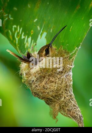 Streifenkehleinsiedler (Phaethornis striigularis) Arten von Kolibri aus Mittel- und Südamerika, ziemlich häufig kleine Vögel nisten in t Stockfoto