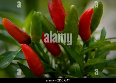 Bund von Hot Red und Green Chili Peppers auf Stielen Anbau im Garten Stockfoto