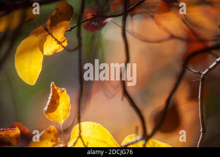 Cotinus coggygria Smokebush on Back Light intentionaly links unscharf. Nur ein Urlaub im Fokus.hauptsächlich auf Karst in Slowenien. In Wide Grass Family. Stockfoto