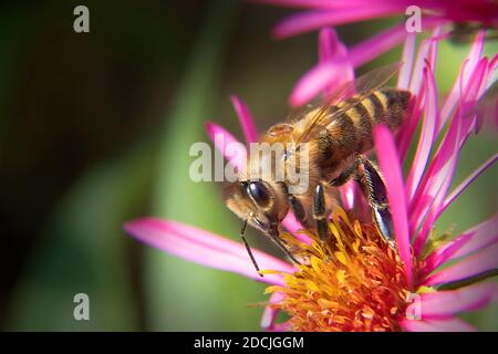 Makro-Foto von Honigbiene auf dunkel rosa Blume im frühen Morgenlicht. Stockfoto