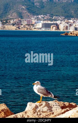 Gelbbeinmöwe, an der beliebten Urlaubsdestination Calpe, an der Costa Blanca, Alicante, Spanien Stockfoto