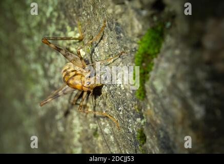 Greenhouse Camel Cricket Stockfoto