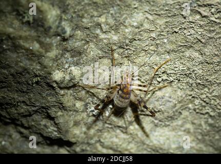 Greenhouse Camel Cricket Stockfoto