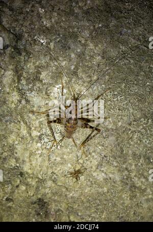 Greenhouse Camel Cricket Stockfoto