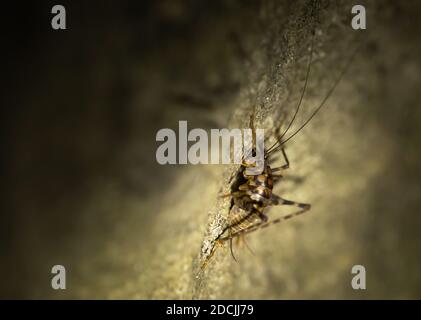 Greenhouse Camel Cricket Stockfoto