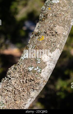 Moos, Schimmel und Flechten auf Baumzweig Stockfoto