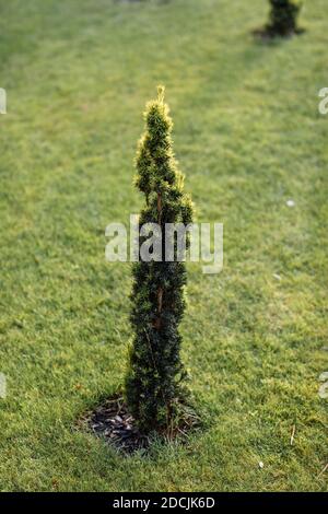 Kanadische Fichte, schönes Grün. Die Verwendung von Kanadischen Tannen im Ziergarten. Dekorativer immergrüner Nadelbaum. Stockfoto