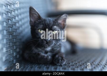 Schwarze Katze mit gelben Augen auf einem Stuhl sitzend, schaut auf die Kamera. Nahaufnahme Stockfoto