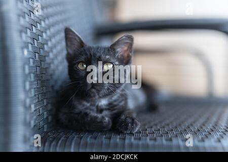 Schwarze Katze mit gelben Augen auf einem Stuhl sitzend, schaut auf die Kamera. Nahaufnahme Stockfoto