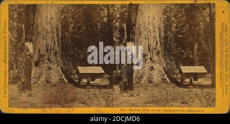 Big Tree (75 ft. Circum) Mariposa Grove, - Mariposa Co., Standbild, Stereographien, 1870, Soule, John P. (1827-1904 Stockfoto