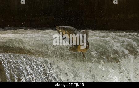 Chinook Lachs springt an der Fischleiter auf dem Bowmanville Creek In Bowmanville, Ontario Stockfoto