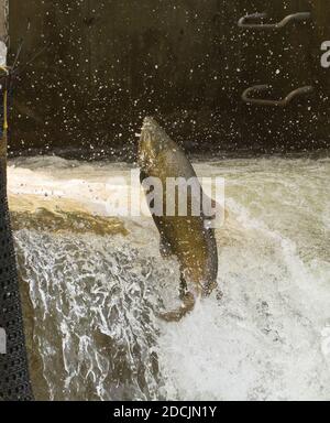 Chinook Lachs springt an der Fischleiter auf dem Bowmanville Creek. Die Wanderung stromaufwärts vom Lake Ontario zum Laichen Stockfoto