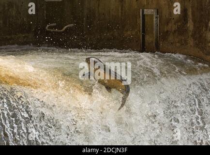 Chinook Lachs springt aus dem Wasser an einer Fischleiter auf dem Bowmanville Creek. Es ist auf ihm Herbst Migration von Lake Ontario zum Laichen. Stockfoto