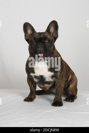 Französische Bulldog volle Länge vertikal auf weißem High-Key-Hintergrund Stockfoto