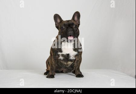 Französische Bulldogge auf weißem High-Key-Hintergrund Stockfoto