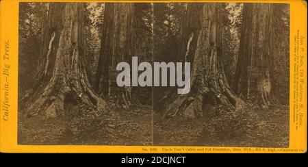 Onkel Tom's Cabin and Old Dominion, 20 Fuß und 305 Fuß hoch, Calaveras Co., Standbild, Stereographen, 1870, Soule, John P. (1827-1904 Stockfoto