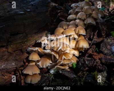 Wildpilze am Parnitha Berg, Griechenland Stockfoto