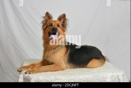 Langhaarige deutsche Schäferhund mit freundlich aussehenden Lächeln, legte sich auf weißen High-Key-Hintergrund Stockfoto