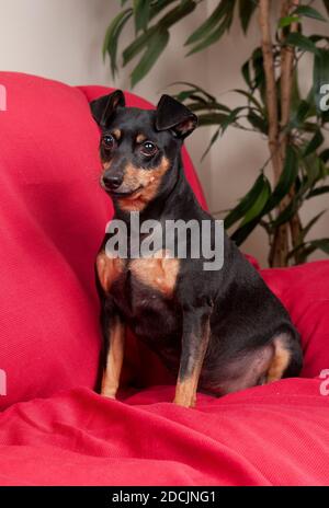 Min Pin Headshot Blick auf Kamera voller Länge mit groß Braune Augen Stockfoto