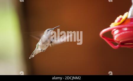 Rubin kehlige Kolibri schwebt an einem Vogelfutterhäuschen mit Flügeln in Bewegung verschwommen. Stockfoto