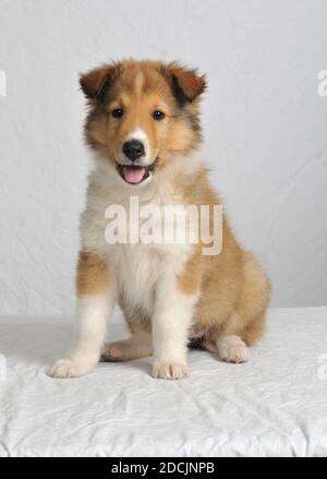 Cute Sheltie, Shetland Sheepdog Welpen auf weißem Hintergrund, High-Key, vertikal Stockfoto