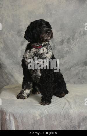 Ein schöner portugiesischer Wasserhund voller Länge vertikal auf einem Grauer Hintergrund Stockfoto