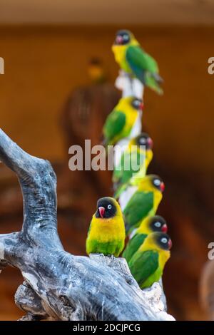 Gelbe Halsbandvögel (Agapornis personatus, schwarz maskiert, Augenring) auf einem Ast Stockfoto