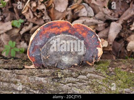 Zunder-Pilz auf einem Baumstamm im Wald. Fomitopsis pinicola. Stockfoto