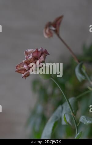Zwei wunderschöne, verwelkte rosa Rosenblüten, bedeckt mit Spinnweben auf grauem Hintergrund. Nahaufnahme, selektiver Fokus, Seitenansicht. Konzept des Alterns Stockfoto