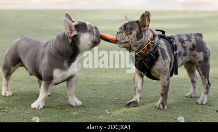 Zwei französische Bulldoggen Welpen (Flieder-Trindel und blauer Merle) Spielen mit einem Ring Spielzeug Stockfoto