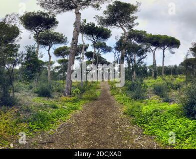 Immersiver Panoramablick auf dem Weg in einem unbebauten Tiefwald Mit hohen großen heimischen Kiefern und mediterranen Buschfarben Durch verschiedene sh Stockfoto