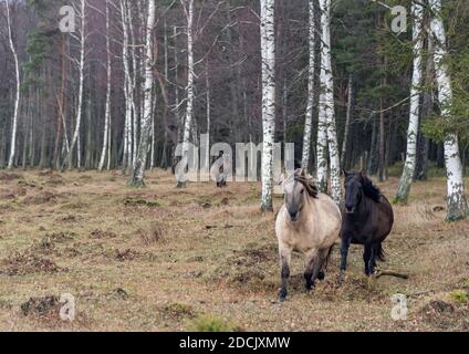 Halbwilde Konik Polski Pferde laufen aus dem Wald im Naturpark Engure, Lettland am bewölkten Novembertag Stockfoto