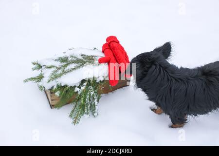 Neugierige schwarz reinrassige Hund schniffs roten Fäustlinge und grüne Fichte Zweige in Holzkiste auf Schnee Stockfoto