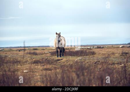 Halbwildes Konik Polski Pferd im Naturpark Engure See, Lettland am bewölkten Novembertag. Stockfoto