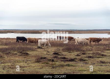 Halbwilde Kühe (Charolais und Hereford Rasse) grasen am Engure Seeufer, Lettland am bewölkten Novembertag Stockfoto