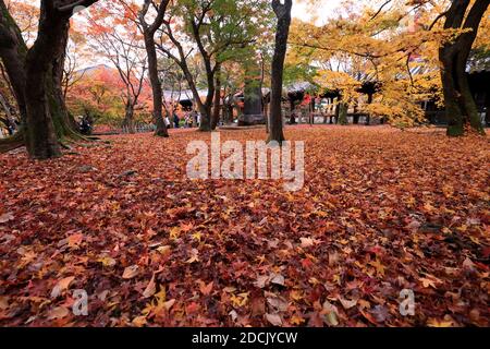 Kyoto, Japan. November 2020. Am Samstag, den 21. November 2020, bedecken gefallene Blätter den Boden des Tofukuji-Tempels in Kyoto. Die Menschen genossen farbenfrohe Herbstfärbung in Japans alter Hauptstadt inmitten des Ausbruchs des neuen Coronavirus. Quelle: Yoshio Tsunoda/AFLO/Alamy Live News Stockfoto