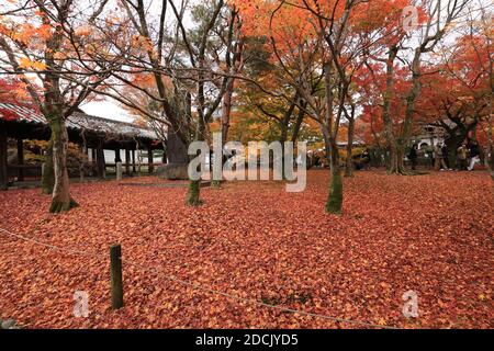 Kyoto, Japan. November 2020. Am Samstag, den 21. November 2020, bedecken gefallene Blätter den Boden des Tofukuji-Tempels in Kyoto. Die Menschen genossen farbenfrohe Herbstfärbung in Japans alter Hauptstadt inmitten des Ausbruchs des neuen Coronavirus. Quelle: Yoshio Tsunoda/AFLO/Alamy Live News Stockfoto