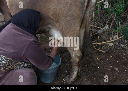 Dorfleben. Detail der manuellen Melkmilch in ländlichen Bauernhof. Stockfoto