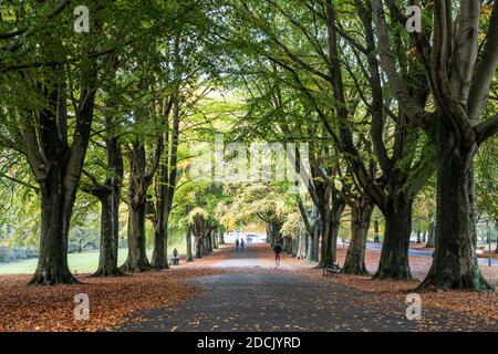 Im Herbst wandern die Menschen auf dem Clifton Down in Bristol, England, entlang der Buchenallee. Stockfoto
