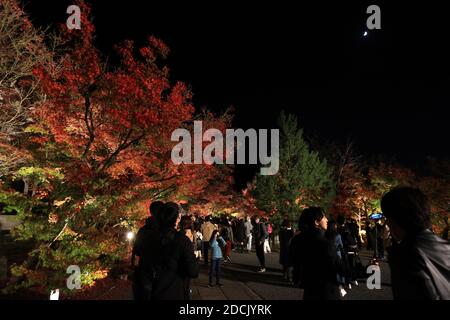 Kyoto, Japan. November 2020. Am Samstag, den 21. November 2020, genießen die Menschen die beleuchteten Herbstblätter im Eikando-Tempel in Kyoto. Die Menschen genossen farbenfrohe Herbstfärbung in Japans alter Hauptstadt inmitten des Ausbruchs des neuen Coronavirus. Quelle: Yoshio Tsunoda/AFLO/Alamy Live News Stockfoto