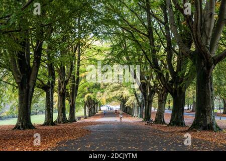 Im Herbst wandern die Menschen auf dem Clifton Down in Bristol, England, entlang der Buchenallee. Stockfoto