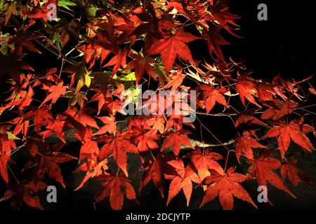 Kyoto, Japan. November 2020. Beleuchtete Herbstblätter werden am Samstag, den 21. November 2020, im Eikando-Tempel in Kyoto ausgestellt. Die Menschen genossen farbenfrohe Herbstfärbung in Japans alter Hauptstadt inmitten des Ausbruchs des neuen Coronavirus. Quelle: Yoshio Tsunoda/AFLO/Alamy Live News Stockfoto