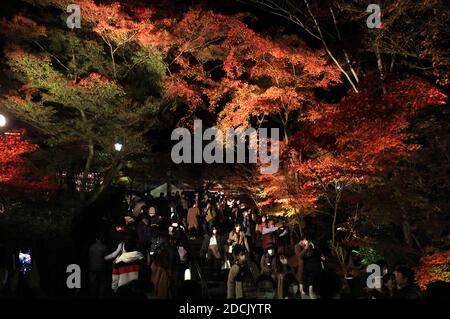 Kyoto, Japan. November 2020. Am Samstag, den 21. November 2020, genießen die Menschen die beleuchteten Herbstblätter im Eikando-Tempel in Kyoto. Die Menschen genossen farbenfrohe Herbstfärbung in Japans alter Hauptstadt inmitten des Ausbruchs des neuen Coronavirus. Quelle: Yoshio Tsunoda/AFLO/Alamy Live News Stockfoto