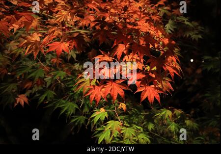 Kyoto, Japan. November 2020. Beleuchtete Herbstblätter werden am Samstag, den 21. November 2020, im Eikando-Tempel in Kyoto ausgestellt. Die Menschen genossen farbenfrohe Herbstfärbung in Japans alter Hauptstadt inmitten des Ausbruchs des neuen Coronavirus. Quelle: Yoshio Tsunoda/AFLO/Alamy Live News Stockfoto