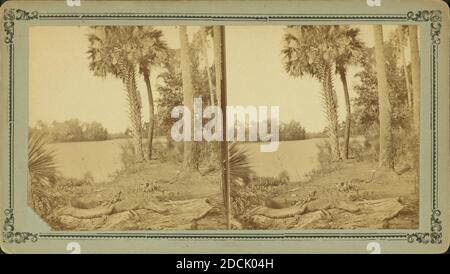 Ein Alligator, der sich am St. John's River sonnt, Fla., Standbild, Stereographen, 1850 - 1930 Stockfoto