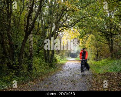 Ein Radfahrer fährt durch einen Tunnel von Bäumen, die Herbstfarben zeigen, auf dem Westerleigh-Zweig des Bristol and Bath Railway Path. Stockfoto