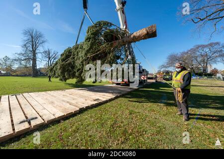 Washington, Vereinigte Staaten Von Amerika. November 2020. Washington, Vereinigte Staaten von Amerika. November 2020, 20. Ein Kran hebt den Weihnachtsbaum des US-Kapitols in Position auf dem West Lawn des Capitol Grounds 20. November 2020 in Washington DC. Der Weihnachtsbaum ist eine 55-Fuß Engelmann Fichte aus dem Gunnison National Forest in Colorado geerntet. Quelle: Thomas Hatzenbuhler/Architekt des Capitol/Alamy Live News Stockfoto