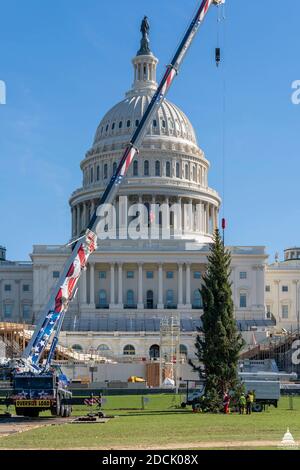 Washington, Vereinigte Staaten Von Amerika. November 2020. Washington, Vereinigte Staaten von Amerika. November 2020, 20. Ein Kran hebt den Weihnachtsbaum des US-Kapitols in Position auf dem West Lawn des Capitol Grounds 20. November 2020 in Washington DC. Der Weihnachtsbaum ist eine 55-Fuß Engelmann Fichte aus dem Gunnison National Forest in Colorado geerntet. Quelle: Thomas Hatzenbuhler/Architekt des Capitol/Alamy Live News Stockfoto