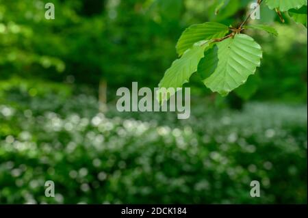 Worsley Station, Old Tyldesley Railway Loopline, Worsley, Manchester Stockfoto