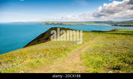 Grüne Felder führen hinunter zu Klippen und Meer an der Newport Bay, gesehen von Dinas Kopf in Pembrokeshire Coast National Park, Wales. Stockfoto